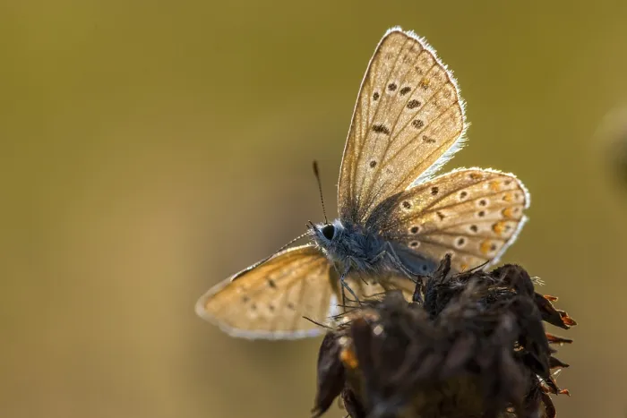Gerahmter Druck : Gemeiner Blau, gemeiner Blau, gekrönter Blau. Gerahmter Druck : Gemeiner Blau, gemeiner Blau, gekrönter Blau.
