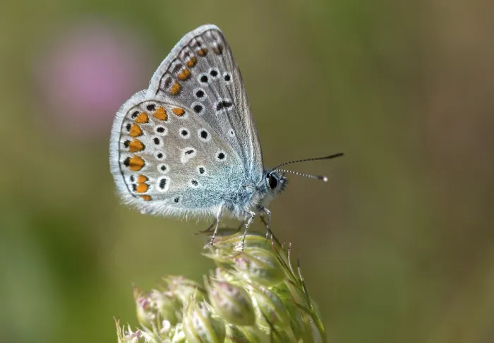 Gerahmter Druck : Gemeiner Blau, gemeiner Blau, gekrönter Blau. Gerahmter Druck : Gemeiner Blau, gemeiner Blau, gekrönter Blau.