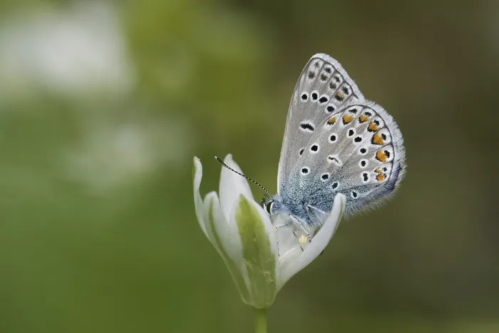 Gerahmter Druck : Ein Blaupunkt (Polyommatus icarus). Gerahmter Druck : Ein Blaupunkt (Polyommatus icarus).