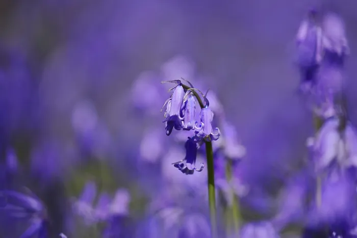 Gerahmter Druck : Gemeine Glockenblume (Hyacinthoides non-scripta) Gerahmter Druck : Gemeine Glockenblume (Hyacinthoides non-scripta)