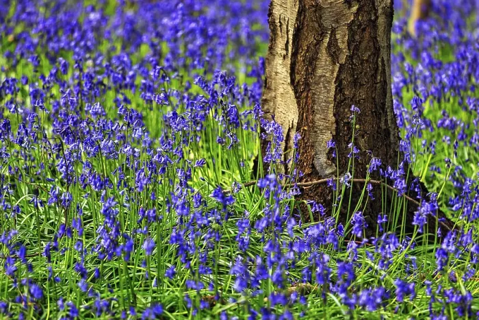 Gerahmter Druck : Gemeine Blaubeere (Hyacinthoides non-scripta) Gerahmter Druck : Gemeine Blaubeere (Hyacinthoides non-scripta)