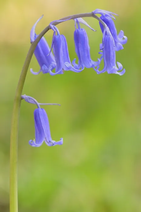 Gerahmter Druck : Gemeine Glockenblume (Hyacinthoides non-scripta) Gerahmter Druck : Gemeine Glockenblume (Hyacinthoides non-scripta)