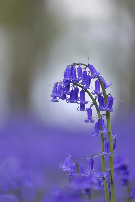 Gerahmter Druck : Gemeine Blaunäsling (Hyacinthoides non-scripta) Gerahmter Druck : Gemeine Blaunäsling (Hyacinthoides non-scripta)