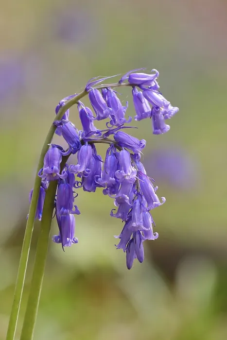 Gerahmter Druck : Gemeine Glockenblume (Hyacinthoides non-scripta) Gerahmter Druck : Gemeine Glockenblume (Hyacinthoides non-scripta)
