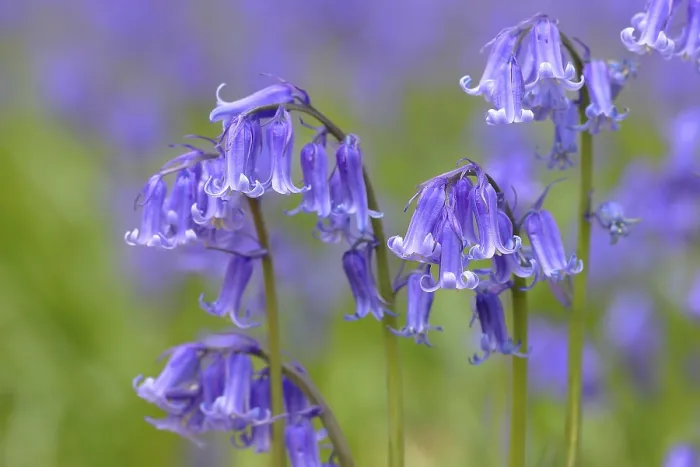 Gerahmter Druck : Gemeine Blaunick (Hyacinthoides non-scripta) Gerahmter Druck : Gemeine Blaunick (Hyacinthoides non-scripta)