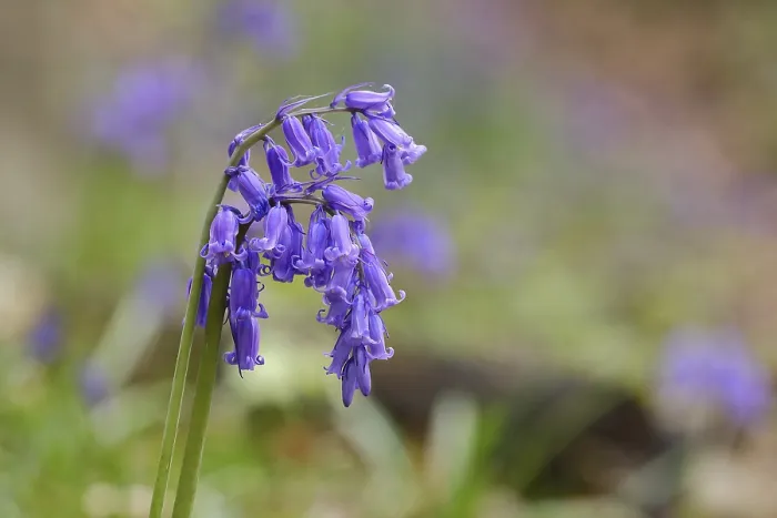 Gerahmter Druck : Blauer Fingerhut (Hyacinthoides non-scripta) Gerahmter Druck : Blauer Fingerhut (Hyacinthoides non-scripta)