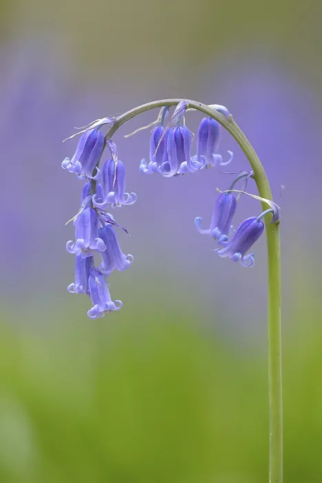 Gerahmter Druck : Gemeine Blaubeere (Hyacinthoides non-scripta) Gerahmter Druck : Gemeine Blaubeere (Hyacinthoides non-scripta)