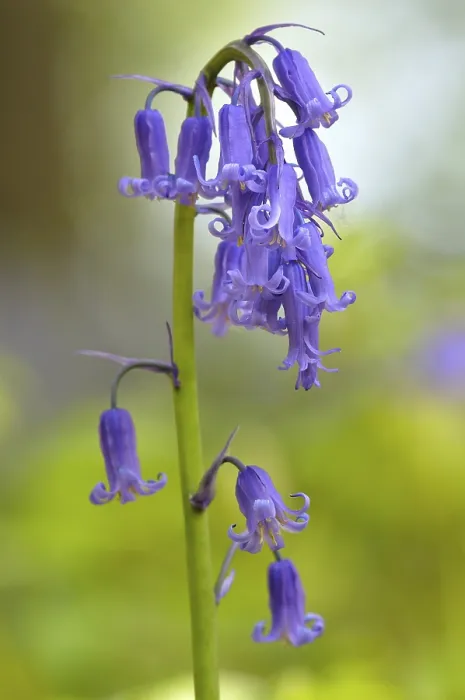 Gerahmter Druck : Blauer Fingerhut (Hyacinthoides non-scripta) Gerahmter Druck : Blauer Fingerhut (Hyacinthoides non-scripta)