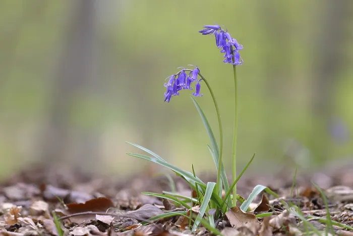 Gerahmter Druck : Gemeine Glockenblume (Hyacinthoides non-scripta) Gerahmter Druck : Gemeine Glockenblume (Hyacinthoides non-scripta)
