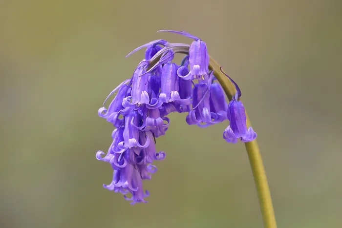 Gerahmter Druck : Gemeine Blaunick (Hyacinthoides non-scripta) Gerahmter Druck : Gemeine Blaunick (Hyacinthoides non-scripta)