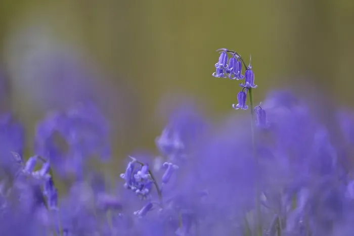 Gerahmter Druck : Blaustrahl (Hyacinthoides non-scripta) Gerahmter Druck : Blaustrahl (Hyacinthoides non-scripta)