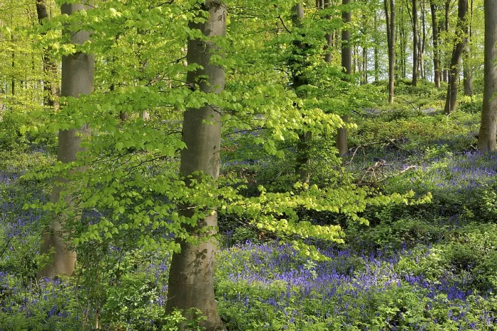 Gerahmter Druck : Blauer Eisenhut (Hyacinthoides non-scripta) in einem Laubwald. Gerahmter Druck : Blauer Eisenhut (Hyacinthoides non-scripta) in einem Laubwald.