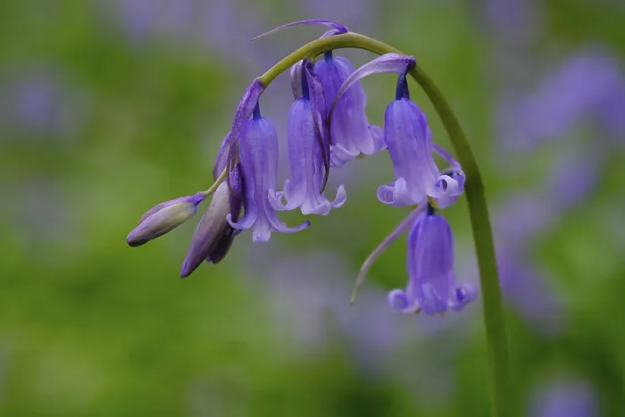 Gerahmter Druck : Gemeine Blaunamen (Hyacinthoides non-scripta) Gerahmter Druck : Gemeine Blaunamen (Hyacinthoides non-scripta)