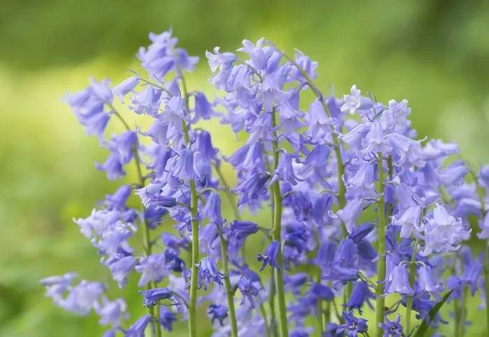Gerahmter Druck : Gemeine Blaubeere (Hyacinthoides non-scripta) Gerahmter Druck : Gemeine Blaubeere (Hyacinthoides non-scripta)