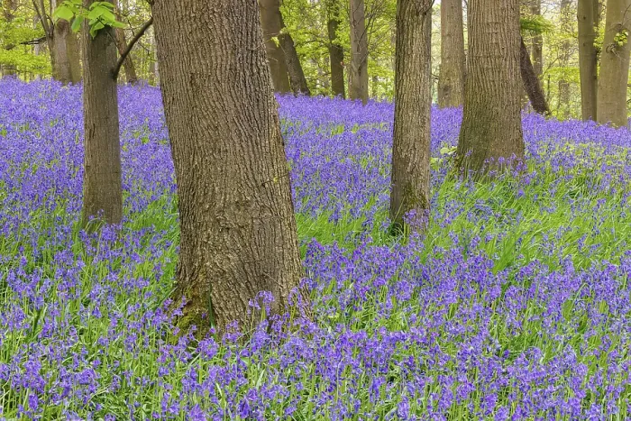 Gerahmter Druck : Gemeine Blaunägel (Hyacinthoides non-scripta) Gerahmter Druck : Gemeine Blaunägel (Hyacinthoides non-scripta)