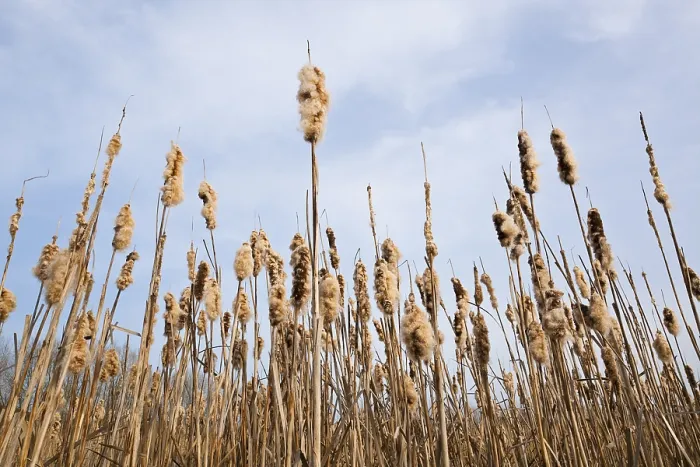 Gerahmter Druck : Gemeiner Rohrkolben (Typha latifolia) Gerahmter Druck : Gemeiner Rohrkolben (Typha latifolia)