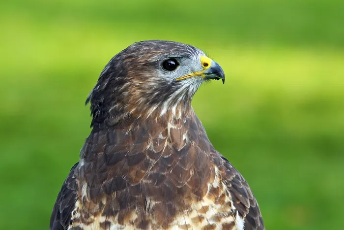 Gerahmter Druck : Büppelbussard (Buteo buteo)