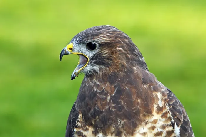 Gerahmter Druck : Büppelbussard (Buteo buteo), ruft. Gerahmter Druck : Büppelbussard (Buteo buteo), ruft.