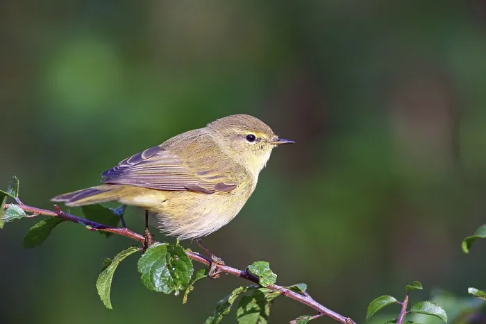Gerahmter Druck : Gemeine Schilfmeise oder (Phylloscopus collybita) Solms. Gerahmter Druck : Gemeine Schilfmeise oder (Phylloscopus collybita) Solms.