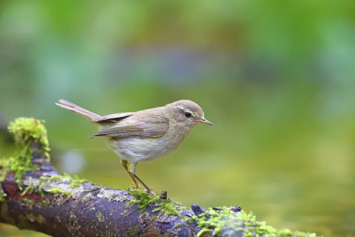 Gerahmter Druck : Gemeine Schilfmeisenwürger (Phylloscopus collybita) Solms Gerahmter Druck : Gemeine Schilfmeisenwürger (Phylloscopus collybita) Solms
