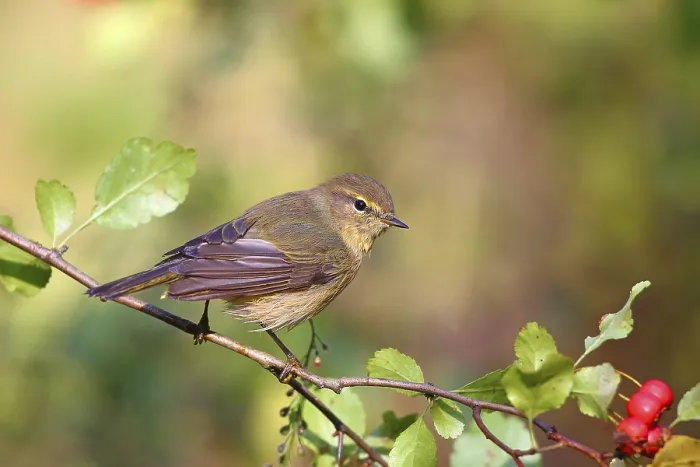 Gerahmter Druck : Gemeine Schilfmeise oder (Phylloscopus collybita) Solms. Gerahmter Druck : Gemeine Schilfmeise oder (Phylloscopus collybita) Solms.