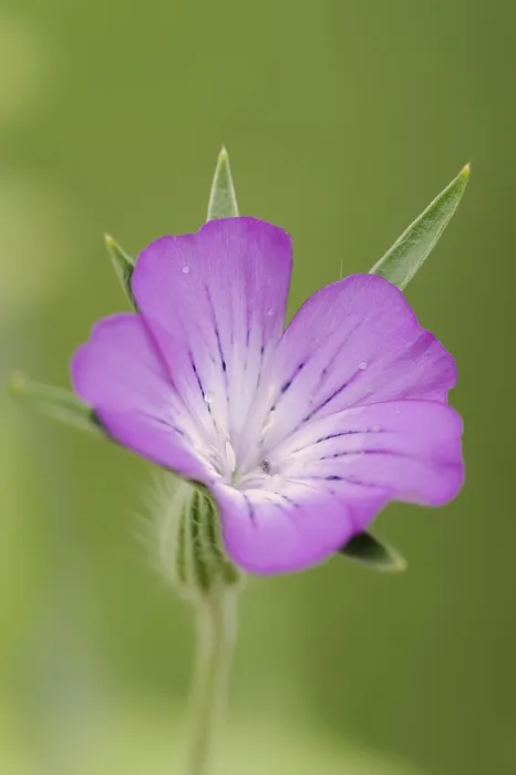 Gerahmter Druck : Gemeine Kornblume (Agrostemma githago) Gerahmter Druck : Gemeine Kornblume (Agrostemma githago)