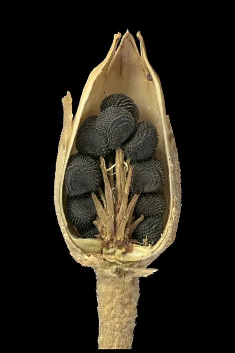 Gerahmter Druck : Gemeine Kornblume (Agrostemma githago) Gerahmter Druck : Gemeine Kornblume (Agrostemma githago)