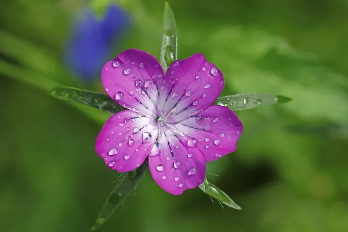Gerahmter Druck : Gemeine Kornblume (Agrostemma githago) Gerahmter Druck : Gemeine Kornblume (Agrostemma githago)