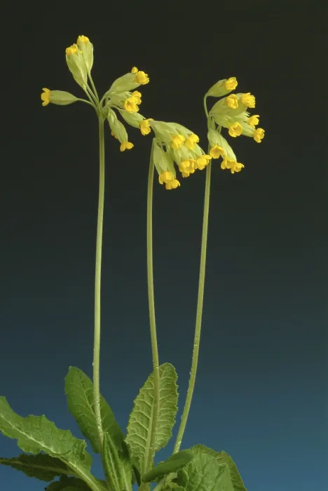 Gerahmter Druck : Gemeine Kuhschelle (Primula officinalis) Gerahmter Druck : Gemeine Kuhschelle (Primula officinalis)