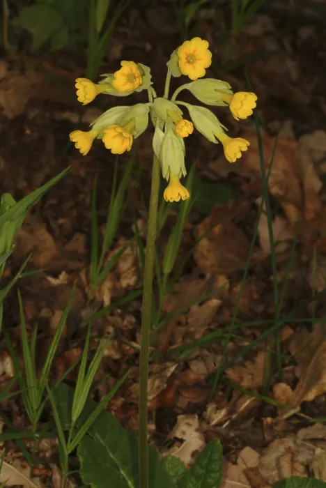 Gerahmter Druck : Gemeine Kuhkoppe (Primula officinalis) Gerahmter Druck : Gemeine Kuhkoppe (Primula officinalis)