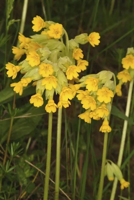 Gerahmter Druck : Gemeine Kuhblume (Primula officinalis) Gerahmter Druck : Gemeine Kuhblume (Primula officinalis)