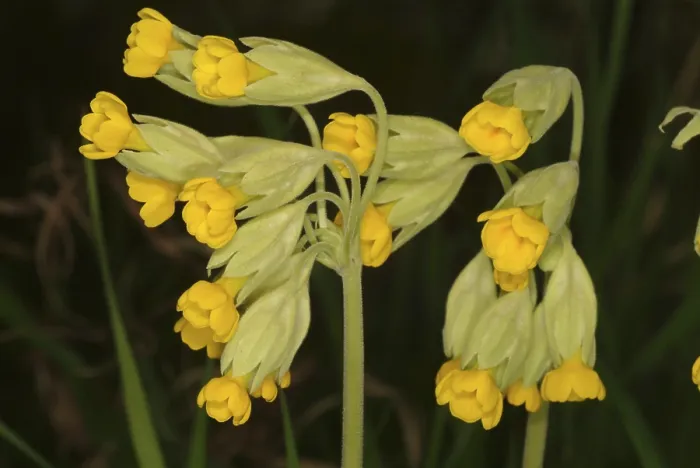 Gerahmter Druck : Gemeine Kuhlanze (Primula officinalis) Gerahmter Druck : Gemeine Kuhlanze (Primula officinalis)