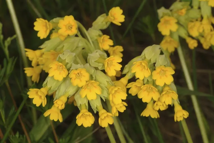 Gerahmter Druck : Gemeine Kuhblume (Primula officinalis) Gerahmter Druck : Gemeine Kuhblume (Primula officinalis)
