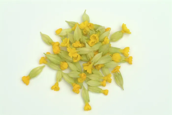 Gerahmter Druck : Gemeine Kuhblume (Primula officinalis) Gerahmter Druck : Gemeine Kuhblume (Primula officinalis)