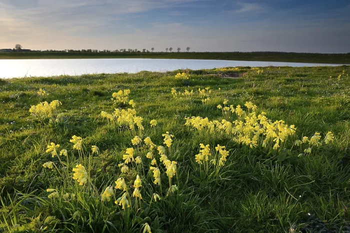 Gerahmter Druck : Gemeine Kuhschelle (Primula veris) Gerahmter Druck : Gemeine Kuhschelle (Primula veris)