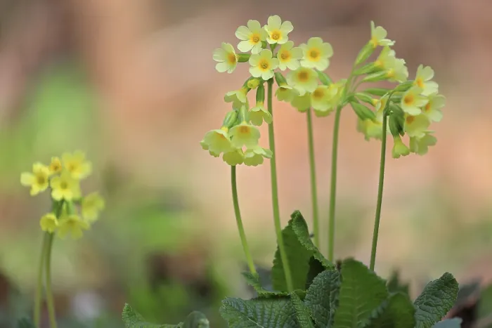Gerahmter Druck : Gemeine Kuhschelle (Primula veris) Gerahmter Druck : Gemeine Kuhschelle (Primula veris)