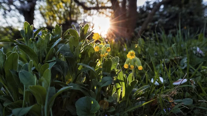 Gerahmter Druck : Gemeine Kuhschelle (Primula veris) Gerahmter Druck : Gemeine Kuhschelle (Primula veris)