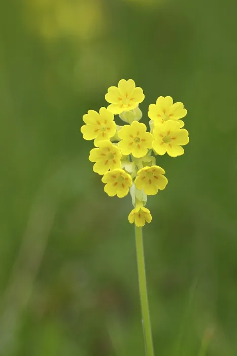 Gerahmter Druck : Gemeine Kuhschelle (Primula veris) Gerahmter Druck : Gemeine Kuhschelle (Primula veris)