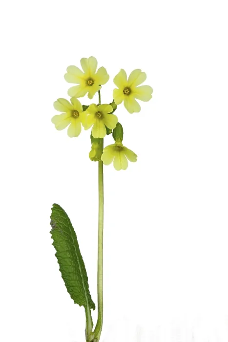 Gerahmter Druck : Gemeine Kuhschelle (Primula veris) Gerahmter Druck : Gemeine Kuhschelle (Primula veris)