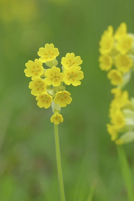Gerahmter Druck : Gemeine Kuhschelle (Primula veris) Gerahmter Druck : Gemeine Kuhschelle (Primula veris)
