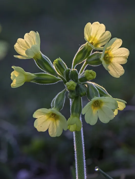 Gerahmter Druck : Gemeine Kuhschelle (Primula veris) Gerahmter Druck : Gemeine Kuhschelle (Primula veris)