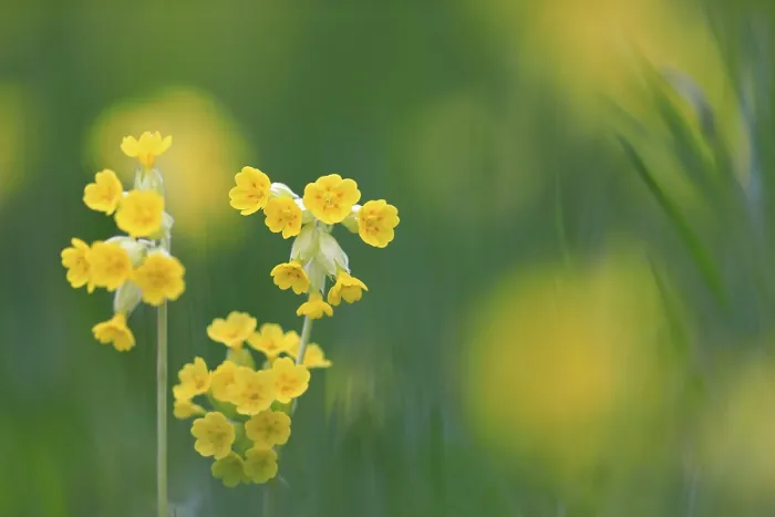 Gerahmter Druck : Gemeine Kuhschelle (Primula veris) Gerahmter Druck : Gemeine Kuhschelle (Primula veris)