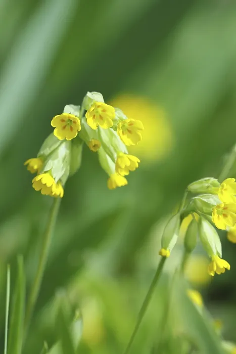 Gerahmter Druck : Gemeine Kuhschelle (Primula veris) Gerahmter Druck : Gemeine Kuhschelle (Primula veris)