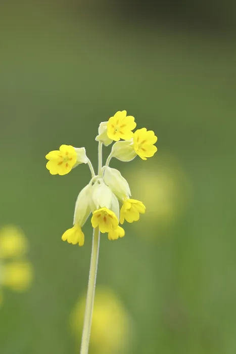 Gerahmter Druck : Gemeine Kuhschelle (Primula veris) Gerahmter Druck : Gemeine Kuhschelle (Primula veris)