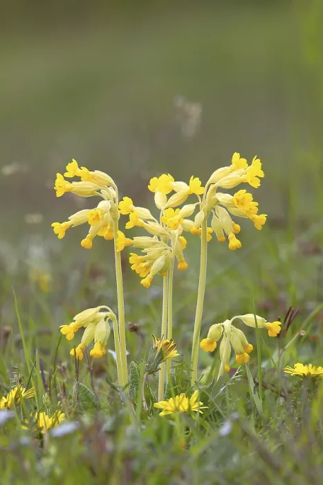 Gerahmter Druck : Gemeine Kuhschelle (Primula veris) Gerahmter Druck : Gemeine Kuhschelle (Primula veris)