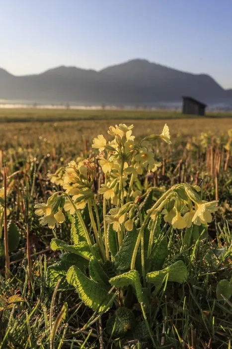Gerahmter Druck : Gemeine Kuhschelle (Primula veris) Gerahmter Druck : Gemeine Kuhschelle (Primula veris)