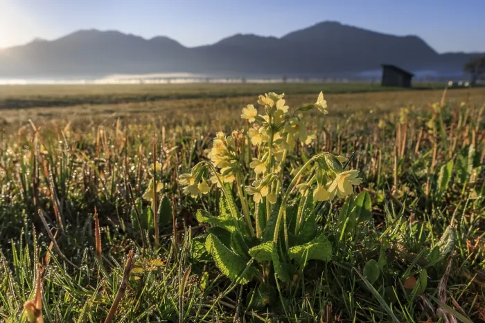 Gerahmter Druck : Gemeine Kuhschelle (Primula veris) Gerahmter Druck : Gemeine Kuhschelle (Primula veris)