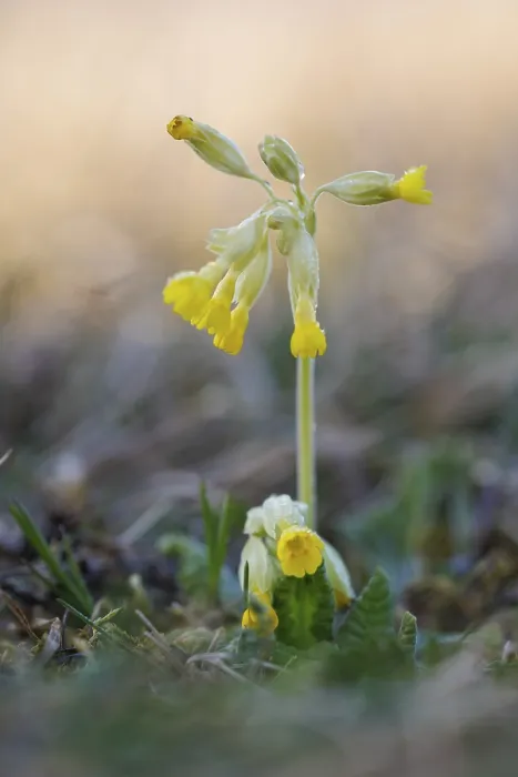 Gerahmter Druck : Gemeine Kuhschelle (Primula veris) Gerahmter Druck : Gemeine Kuhschelle (Primula veris)