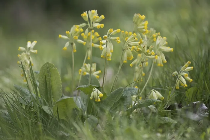 Gerahmter Druck : Gemeine Kuhschelle (Primula veris) Gerahmter Druck : Gemeine Kuhschelle (Primula veris)