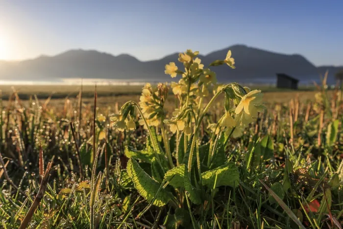 Gerahmter Druck : Gemeine Kuhschelle (Primula veris) Gerahmter Druck : Gemeine Kuhschelle (Primula veris)